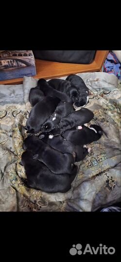 Щенки лабрадора