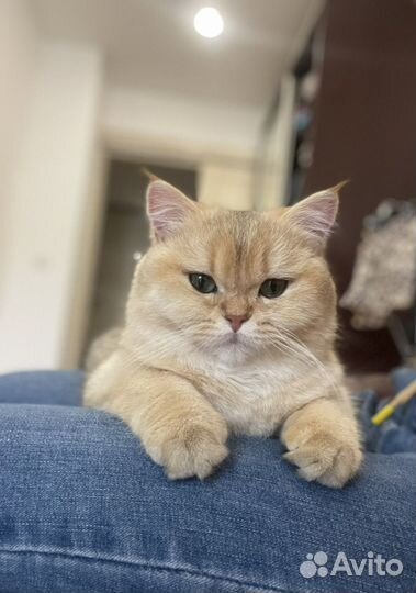 Вязка кошек, Британская золотая шиншилла