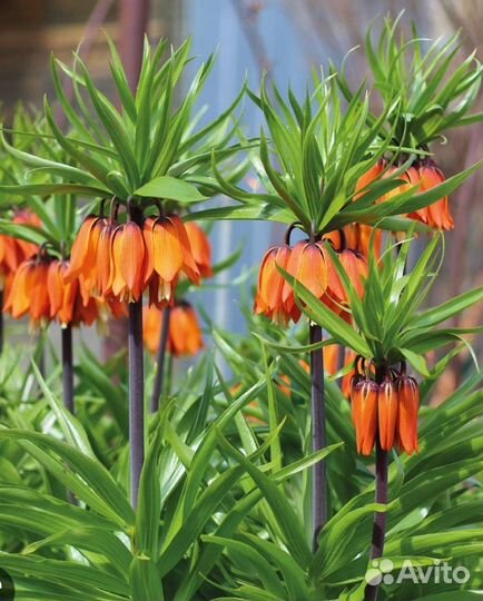 Рябчик Императорский