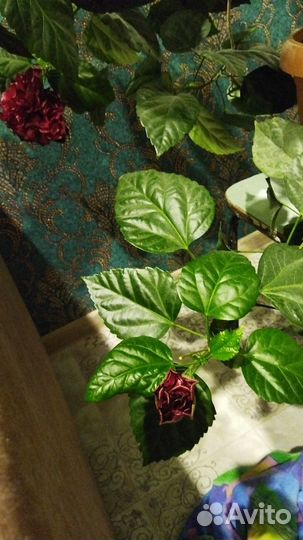 Гибискус китайская роза