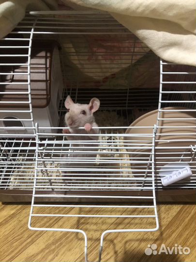 Крыса Дамбо