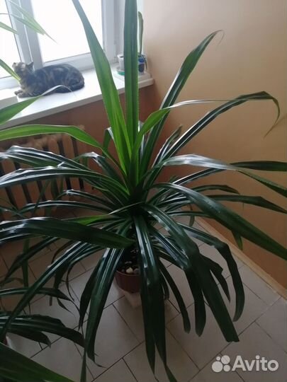 Пальма панданус