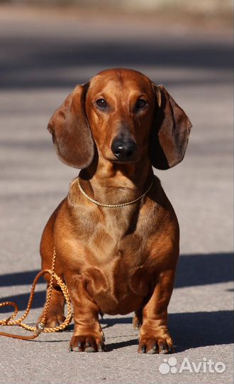 Вязка такса стандартная