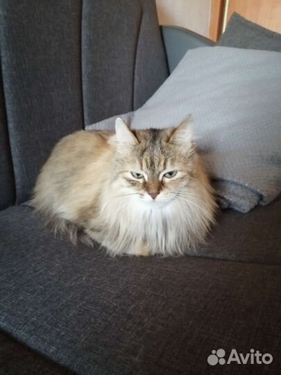 Кошка бесплатно