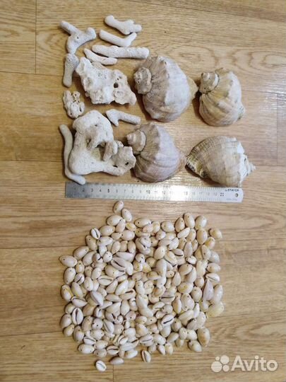 Набор ракушек для аквариума