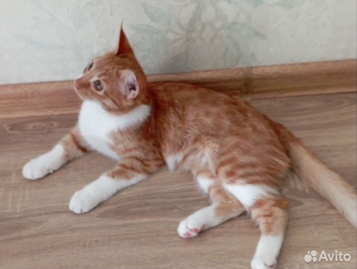 Кошечка в добрые руки)