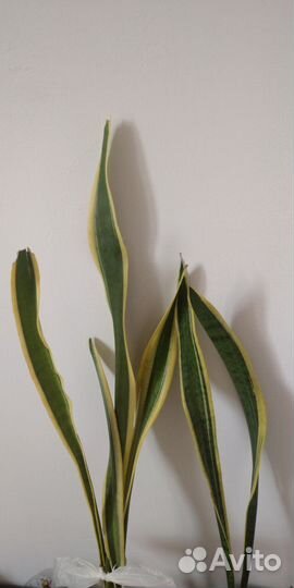 Декабрист, Колеус,Сансевиерия, толстянка