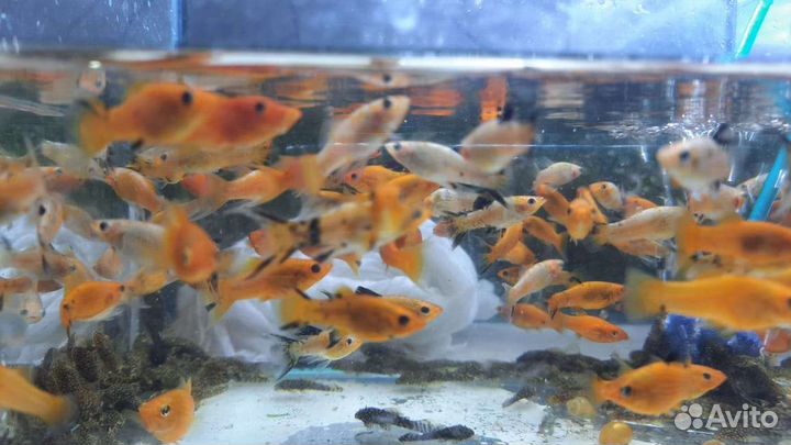 Аквариумные рыбки