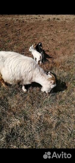 Коза дойная