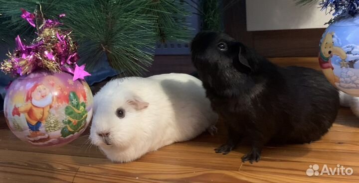 Морские свинки