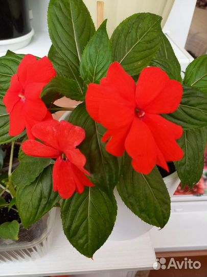 Бальзамин Новогвинейский