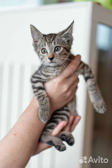 Полосатый котенок девочка 3 мес в добрые руки