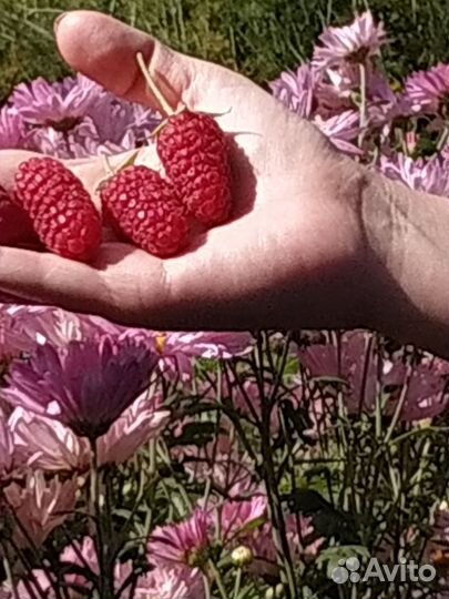 Ремонтантная малина саженцы