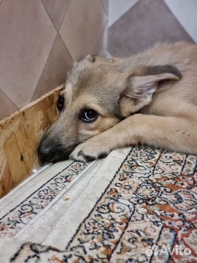 Щенок из приюта в добрые руки