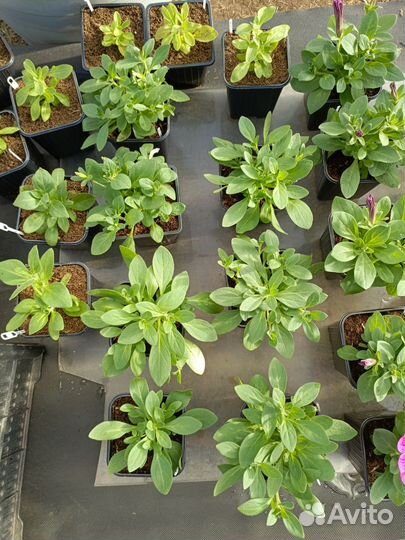 Вегетативная петуния (излишки черенков)