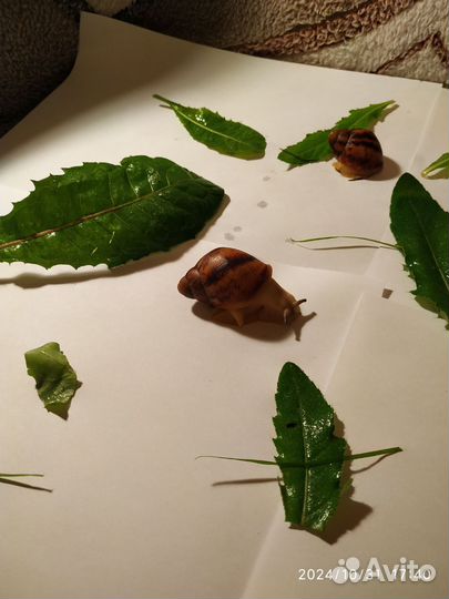 Улитка Маргината Овум Сильвер