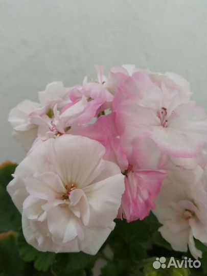 Пеларгония BY- Белые Росы. Взрослый куст