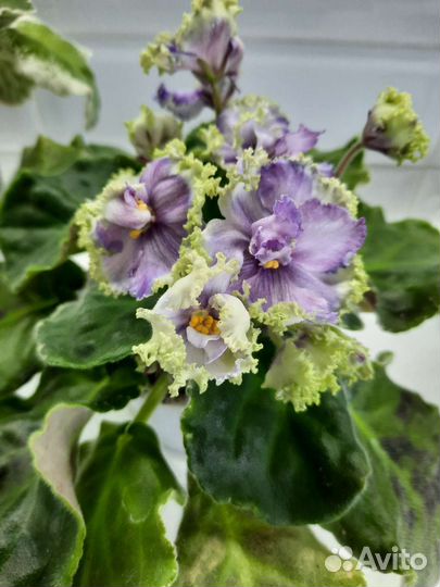 Фиалка в горшках