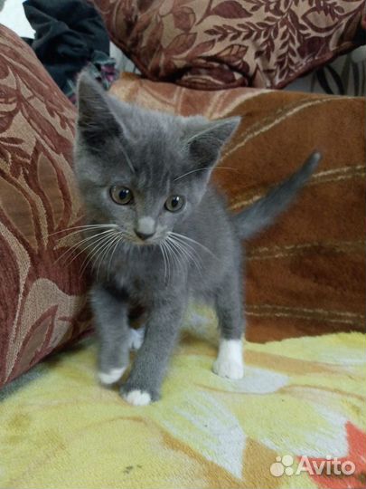 Шотландские прямоухие котята мальчики