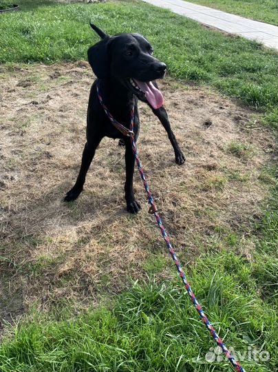 Метис лабрадора