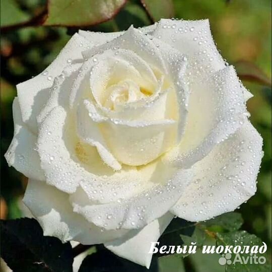 Саженцы чайно-гибридных роз