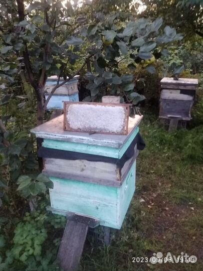 Рамка мёда в сотах