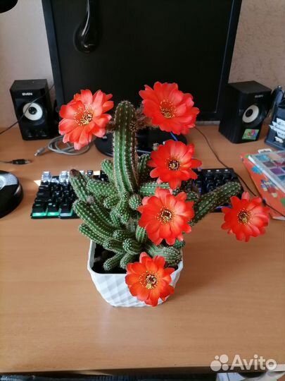 Кактус Хамецереус Сильвестри