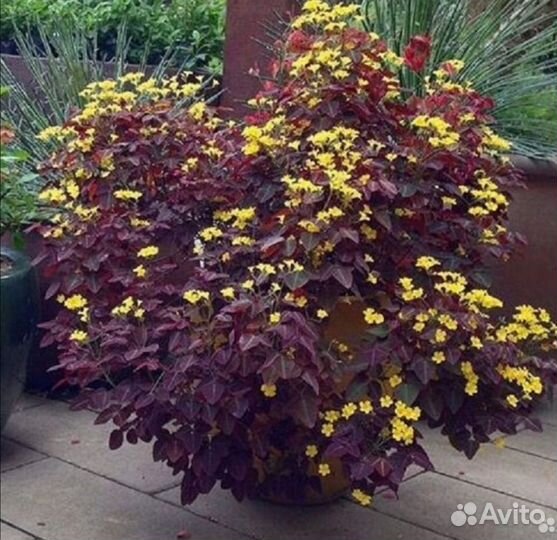 Кислица бордовая