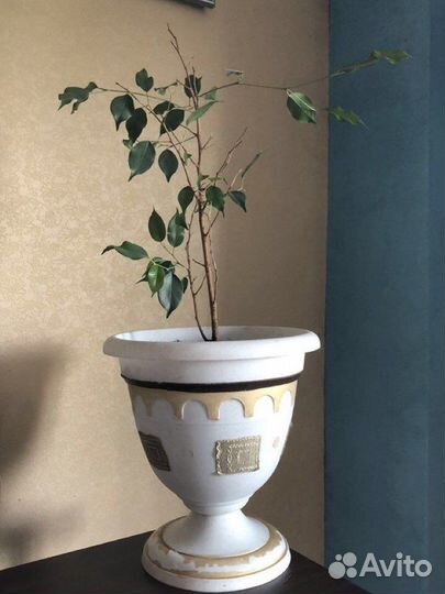 Хатиора/ Фикус Бенджамина