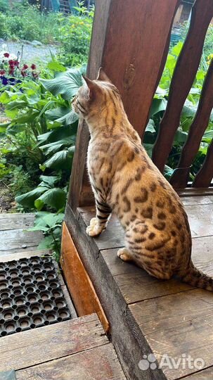 Бенгальский кот вязка
