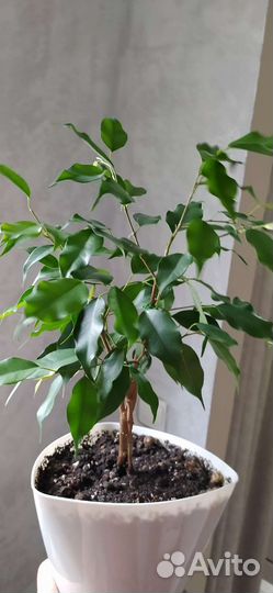 Фикус бенджамина экзотика