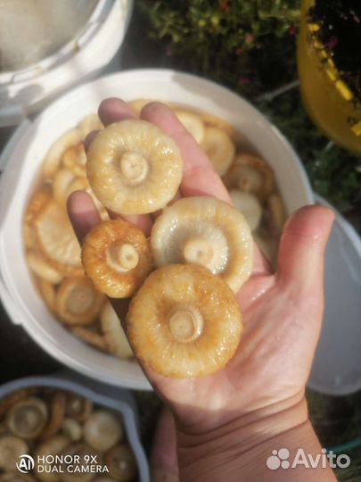 Грибы грузди соленые