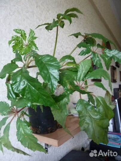 Комнатные растения