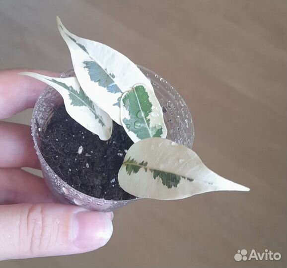 Хойи,фикус Лакия