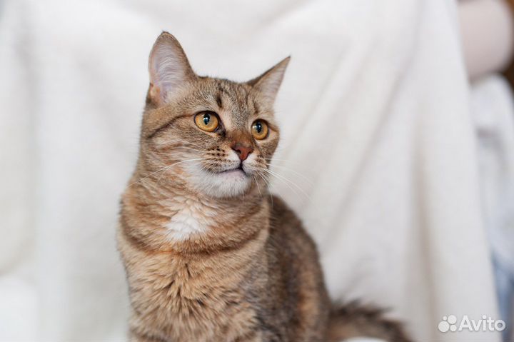 Кошка