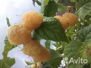 Саженцы малины Желтый гигант