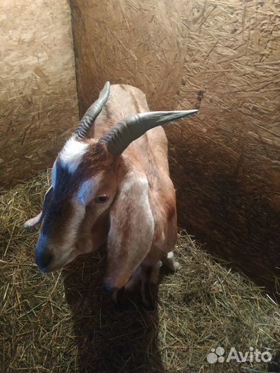 Козы, козлята