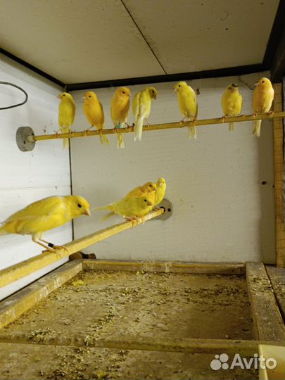Кенара и канарейки