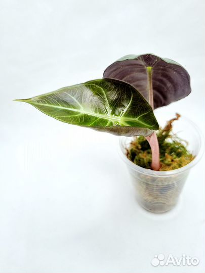 Алоказия пинк дракон