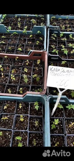 Клен сахаристый серебристый в горшках сажать летом