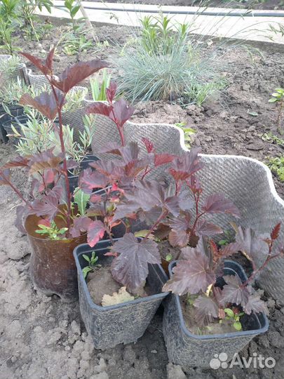 Саженцы пузыреплодника