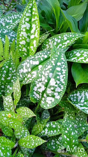 Медуница сахарная