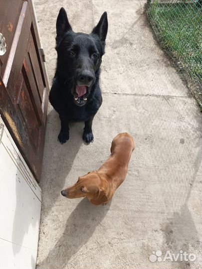 Отдам щенят в добрые руки