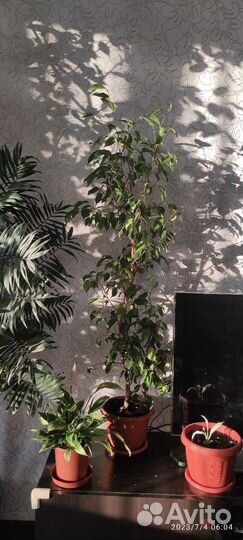 Фикус бенджамина