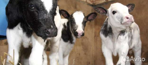 Телята бычки