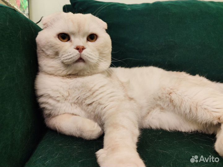 Вязка скоттиш фолд