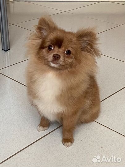 Шпиц вязка девочка