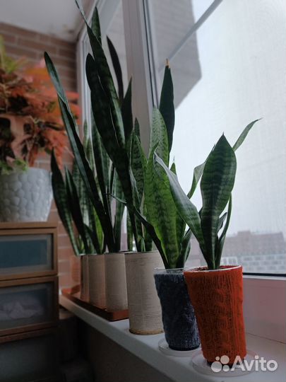 Сансевиерия, щучий хвост, тёщин язык
