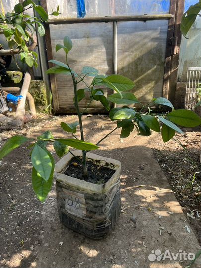 Лимонное дерево