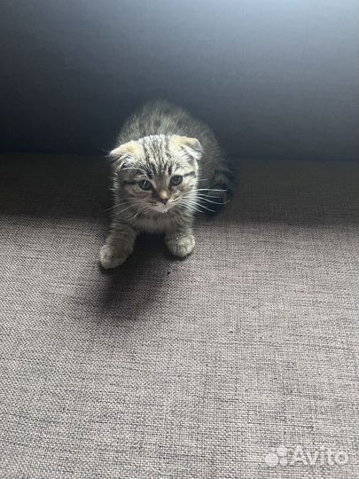Шотландские котята